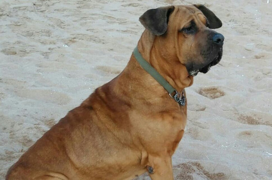 世界上十大禁犬