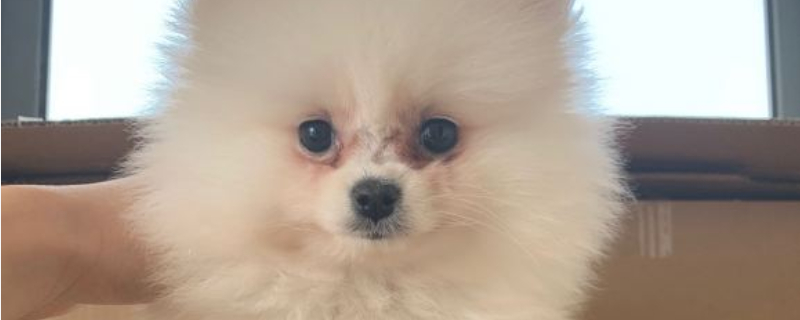 为什狗狗很适合女人