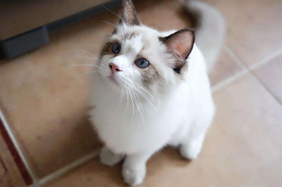 小猫打呼噜是什么意思