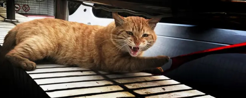 猫抓沙发和家具怎么办
