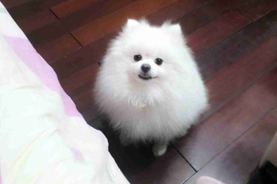 博美犬缺点