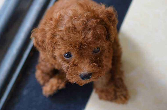 茶杯犬掉毛有多严重