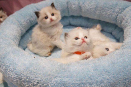 猫咪怀孕会吐吗