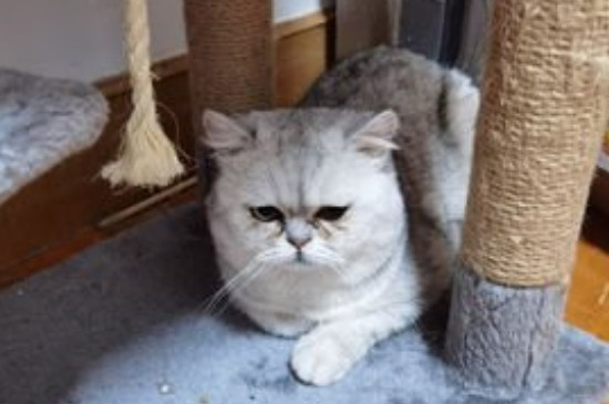银渐层性格