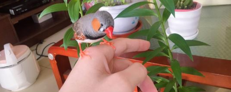 珍珠鸟能活几年