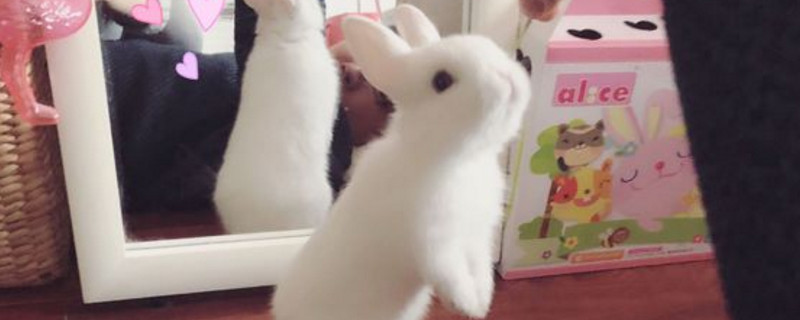 养侏儒兔需要什么东西
