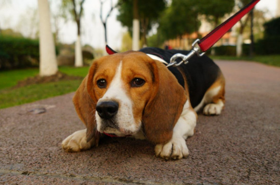 比格犬怕冷吗