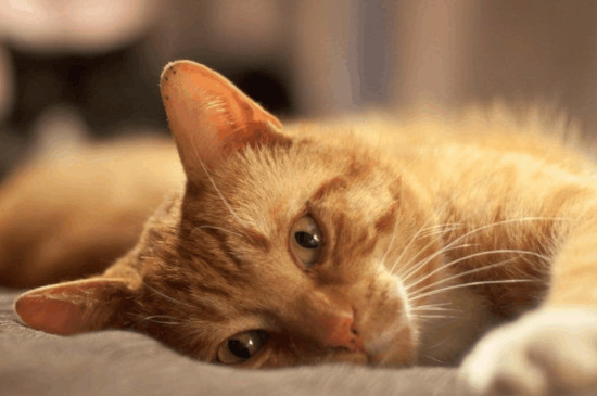 猫口炎症状