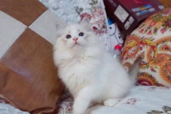 猫流鼻涕一直不好怎么办