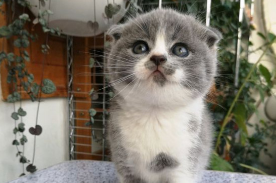 猫咪驱虫多久一次