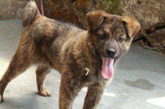 虎斑犬幼犬多少钱一只，价格在2000～10000元不等