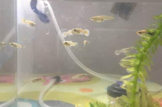 孔雀鱼苗水温多少度合适