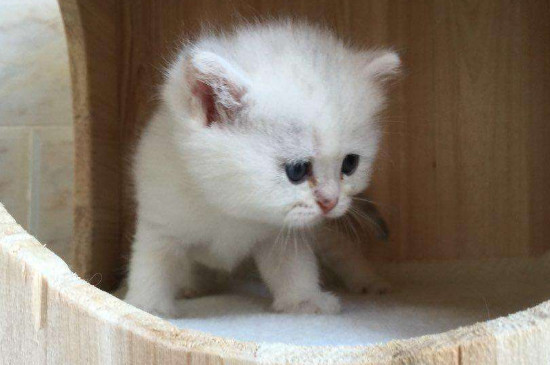 猫拉血是怎么回事