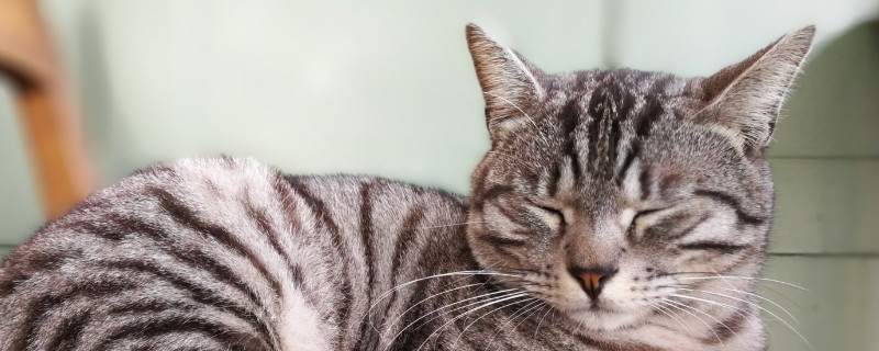 猫咪有弓形虫的表现