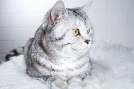 猫成年需要几个月