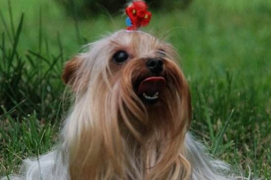 世界十大昂贵狗，盘点10种世界上最名贵的犬种