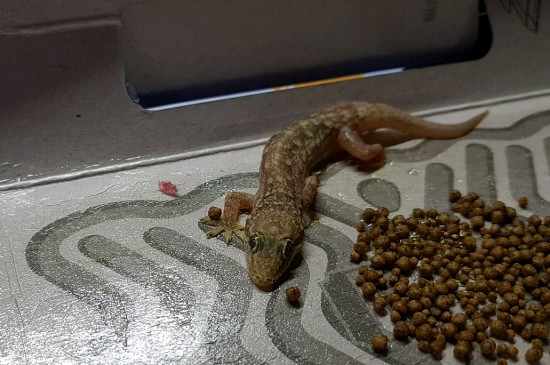 没有虫子壁虎吃什么