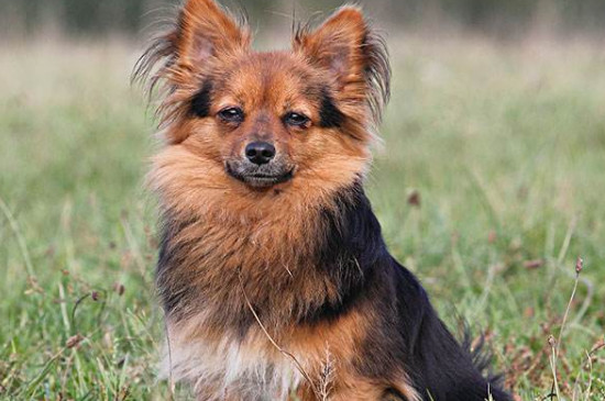 蝴蝶犬怎么训练 教你三种训练方式