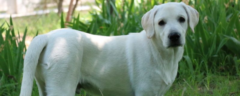 纯种中华田园犬在哪买