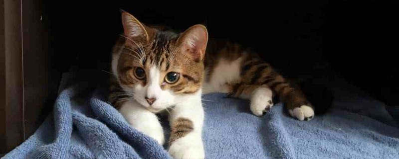 猫咪极度害怕的表现，应激呕吐还会躲在角落缩成一团