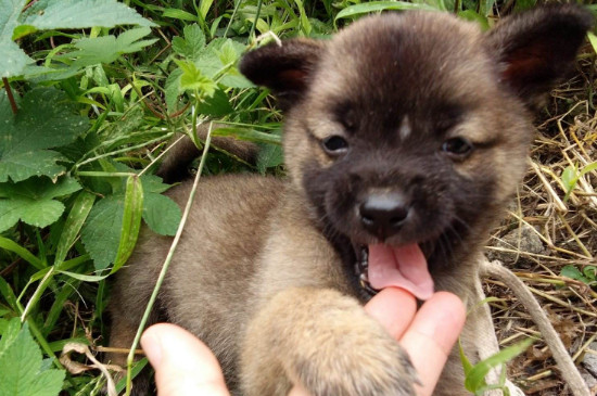 幼犬吃什么
