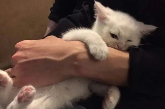 抓猫的正确方法