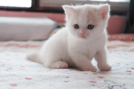 猫咪呕吐是什么原因