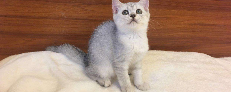 银渐层配蓝猫算串吗