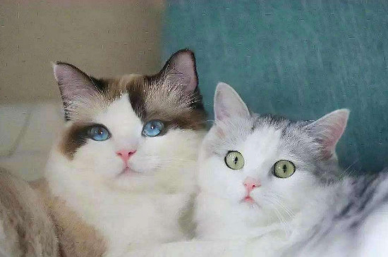 猫的尾巴有什么作用