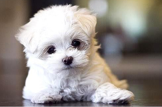 马尔济斯犬怎么剪毛