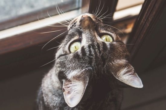 猫放屁是什么原因