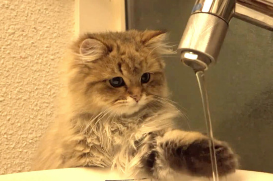 猫咪拉血是怎么回事