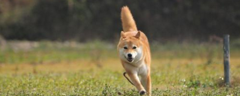 柴犬智商排名第几