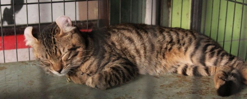 被家猫抓伤轻微出血