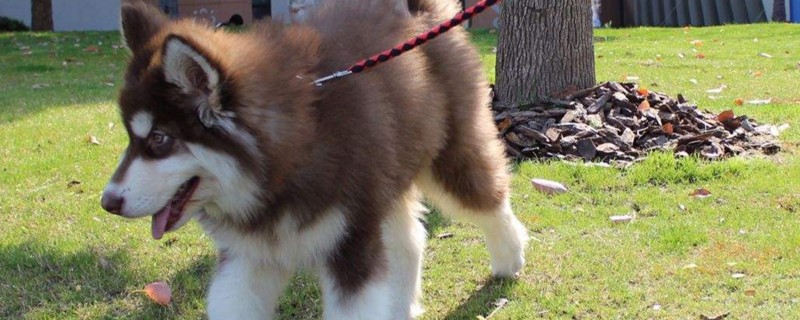 阿拉斯加犬能长多大