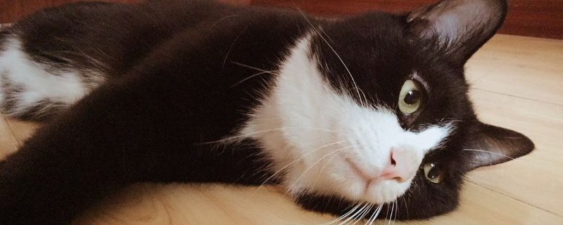 猫躺着的时候身体哆嗦