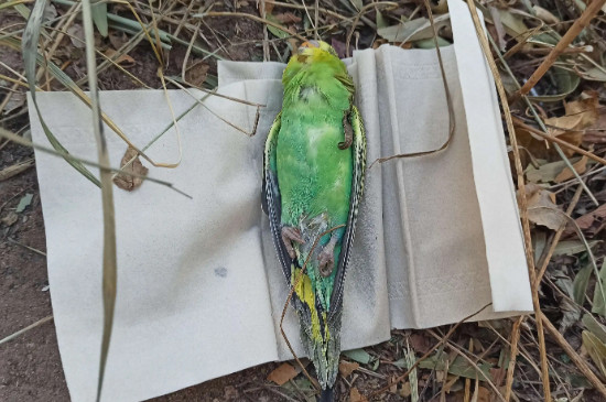 鹦鹉死了要不要埋了