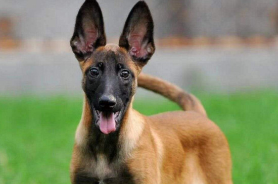马犬幼犬怎么喂养，少时多餐营养均衡才能强壮