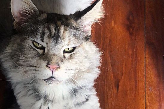 猫绝育后如何安抚情绪