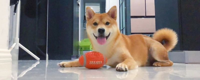 柴犬和金毛哪个聪明