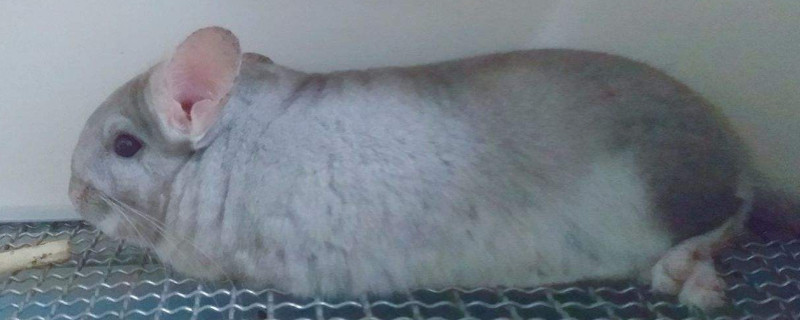 龙猫可以吃哪些新鲜水果