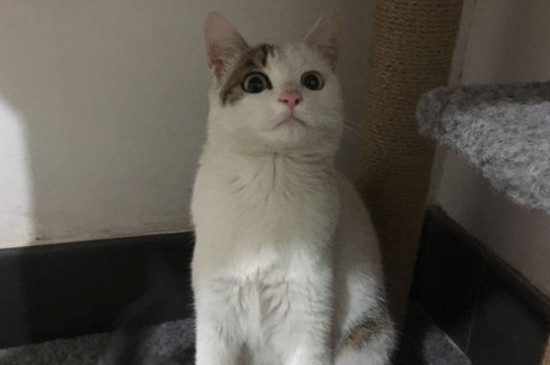 公猫和母猫的区别