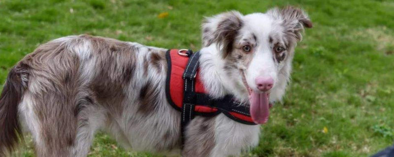 牧羊犬容易咬人吗
