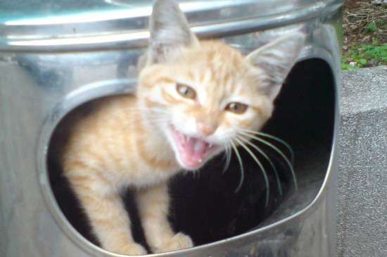 猫咪为什么发出咕噜咕噜的声音