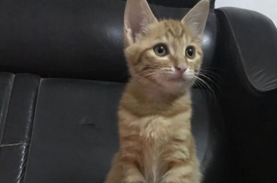 猫临死前的征兆