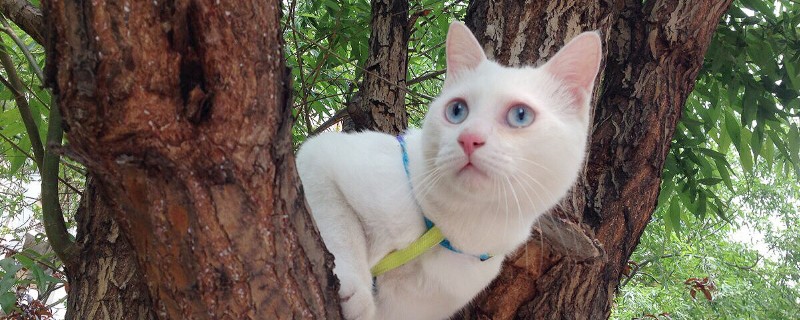 猫会爬树吗