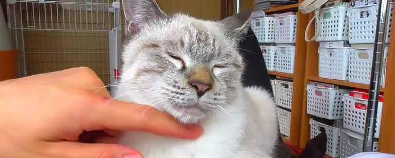 猫做绝育会恨主人吗