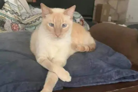 猫一直叫是怎么回事