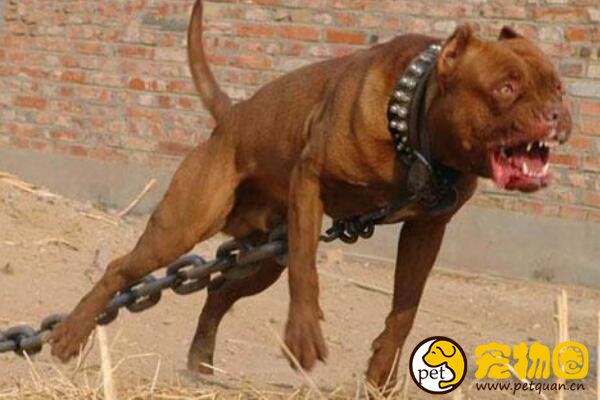 世界十大恶犬排名，加纳利犬连主人都敢咬(不适合作为家养犬)