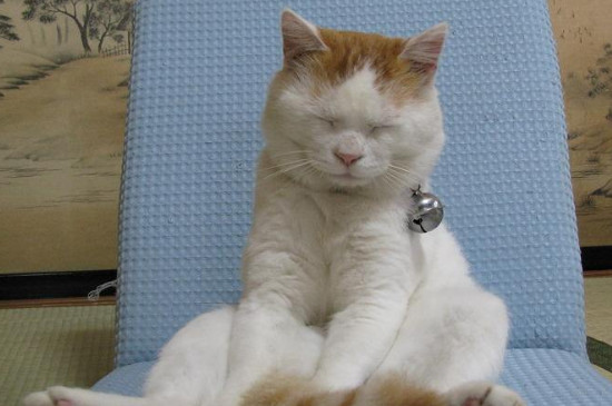 猫的寿命是几年